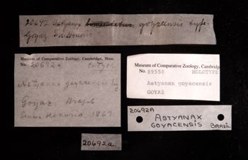 Media type: image;   Ichthyology 89558 Description: photograph;  Aspect: labels